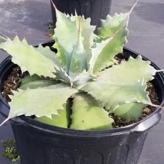 Agave Potatorum "Cameron Blue"